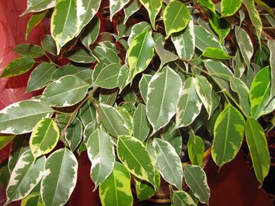 Ficus benjamina